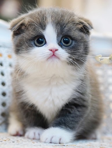 Scottish Fold Cats For Sale - Scottish Fold Cattery